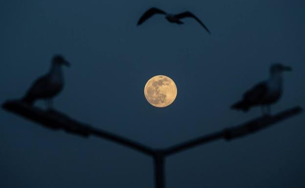 Gaviotas vuelan sobre el Bósforo desde donde es visible una superluna llena.