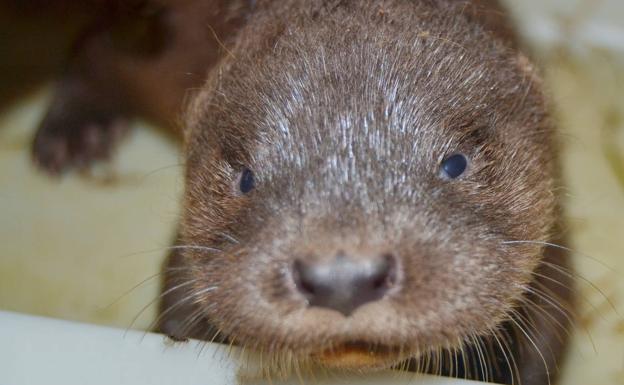 El ejemplar de nutria nacida a principios de abril 