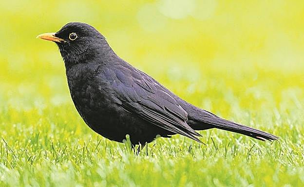 Imagen principal - Un mirlo en un parque de San Sebastián. Un carbonero apostado en un árbol. Una urraca descansa apoyada en una rama en el entorno de Donostia.