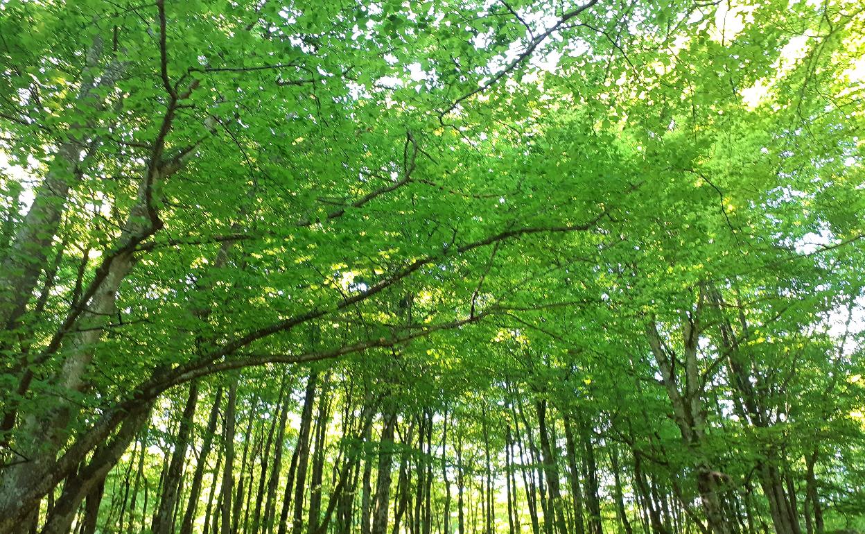 Bosque de hayas en los alrededores de Otzaurte.
