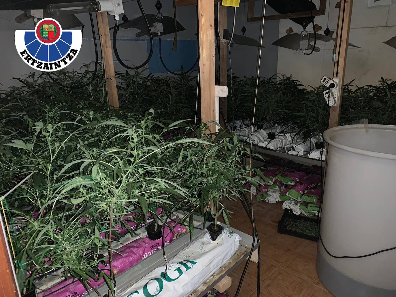 La plantación hallada por la Ertzaintza en el interior del caserío de Elgoibar. 