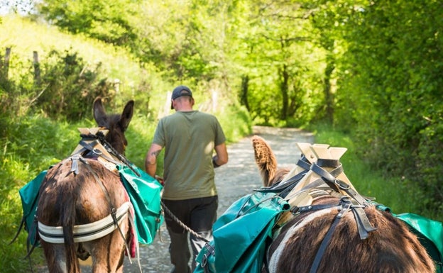 Aritz conduce dos de sus burros por una pista forestal durante un recorrido.  Astotrek