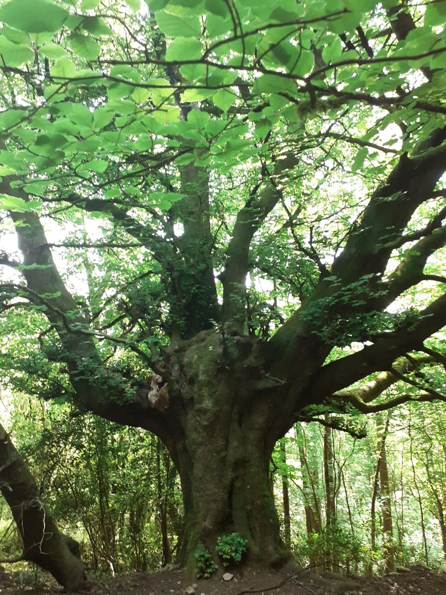 Discreta cumbre desde la que se contempla la fuerza del mar que a lo largo de millones de años ha esculpido nuestra costa, dejando al descubierto grandes tesoros fósiles
