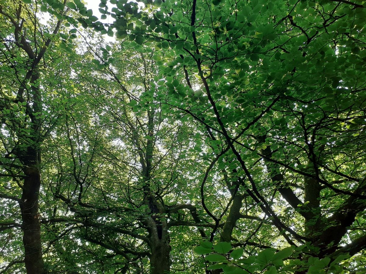 Discreta cumbre desde la que se contempla la fuerza del mar que a lo largo de millones de años ha esculpido nuestra costa, dejando al descubierto grandes tesoros fósiles