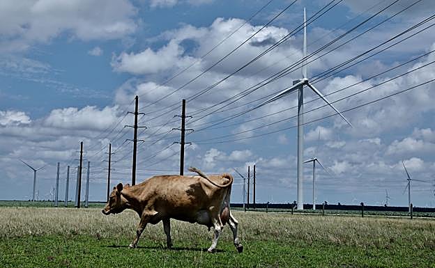 Indultada una vaca que se escapó de un matadero en Los Ángeles