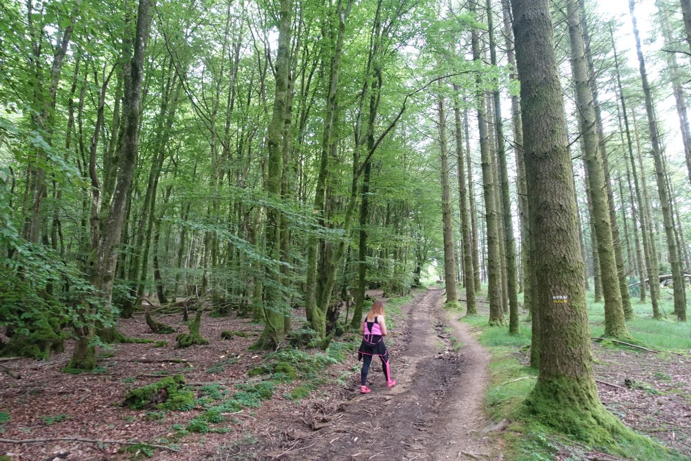 Sus 801 metros de altitud no le hacen uno de los montes más destacables, pero su peculiar cima lo convierte en uno de los que hay que conocer