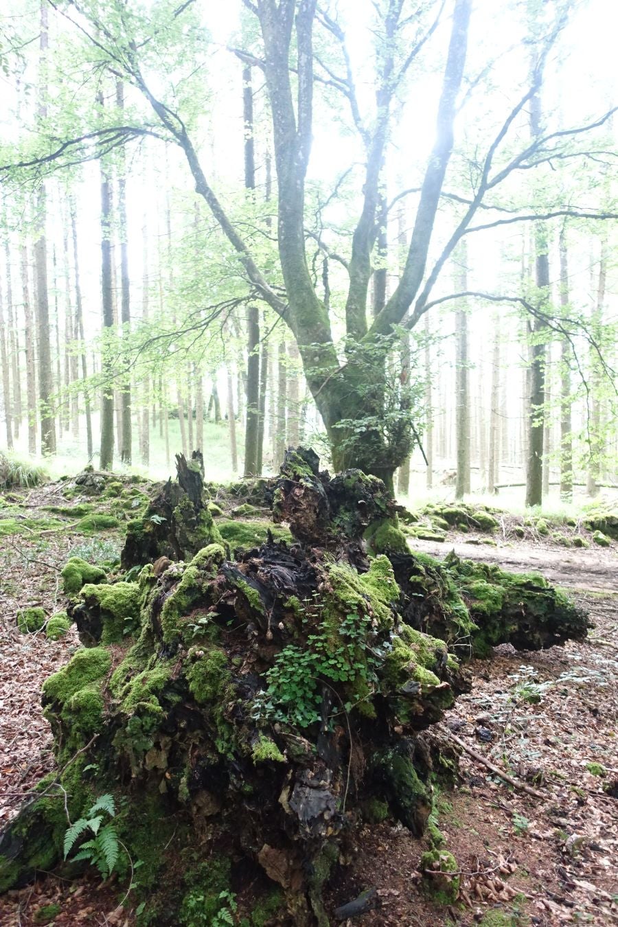 Sus 801 metros de altitud no le hacen uno de los montes más destacables, pero su peculiar cima lo convierte en uno de los que hay que conocer