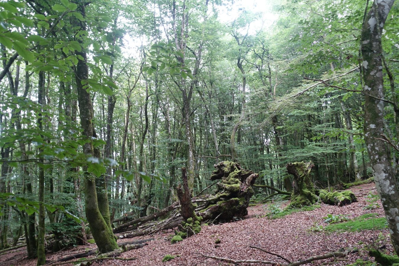Sus 801 metros de altitud no le hacen uno de los montes más destacables, pero su peculiar cima lo convierte en uno de los que hay que conocer