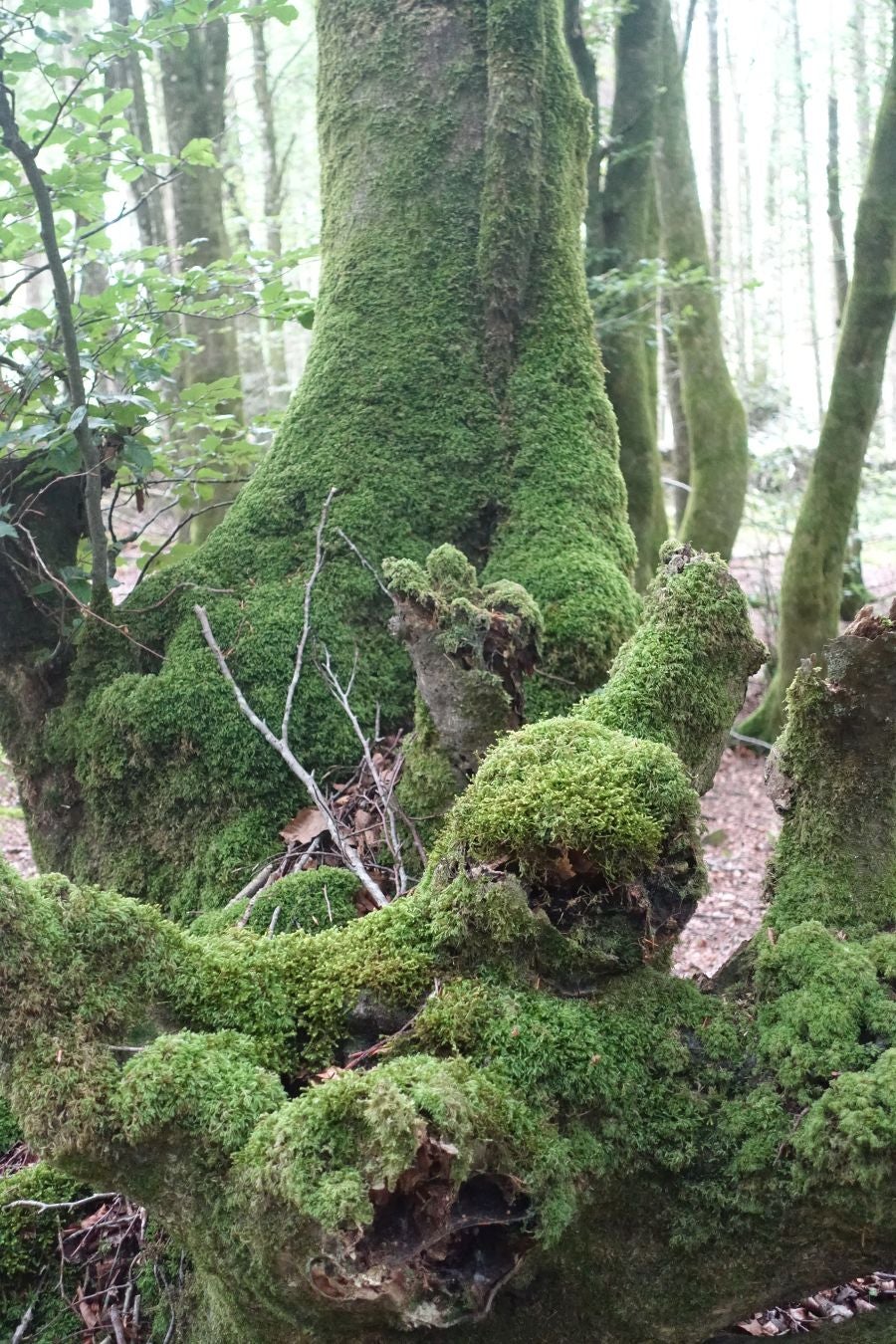Sus 801 metros de altitud no le hacen uno de los montes más destacables, pero su peculiar cima lo convierte en uno de los que hay que conocer