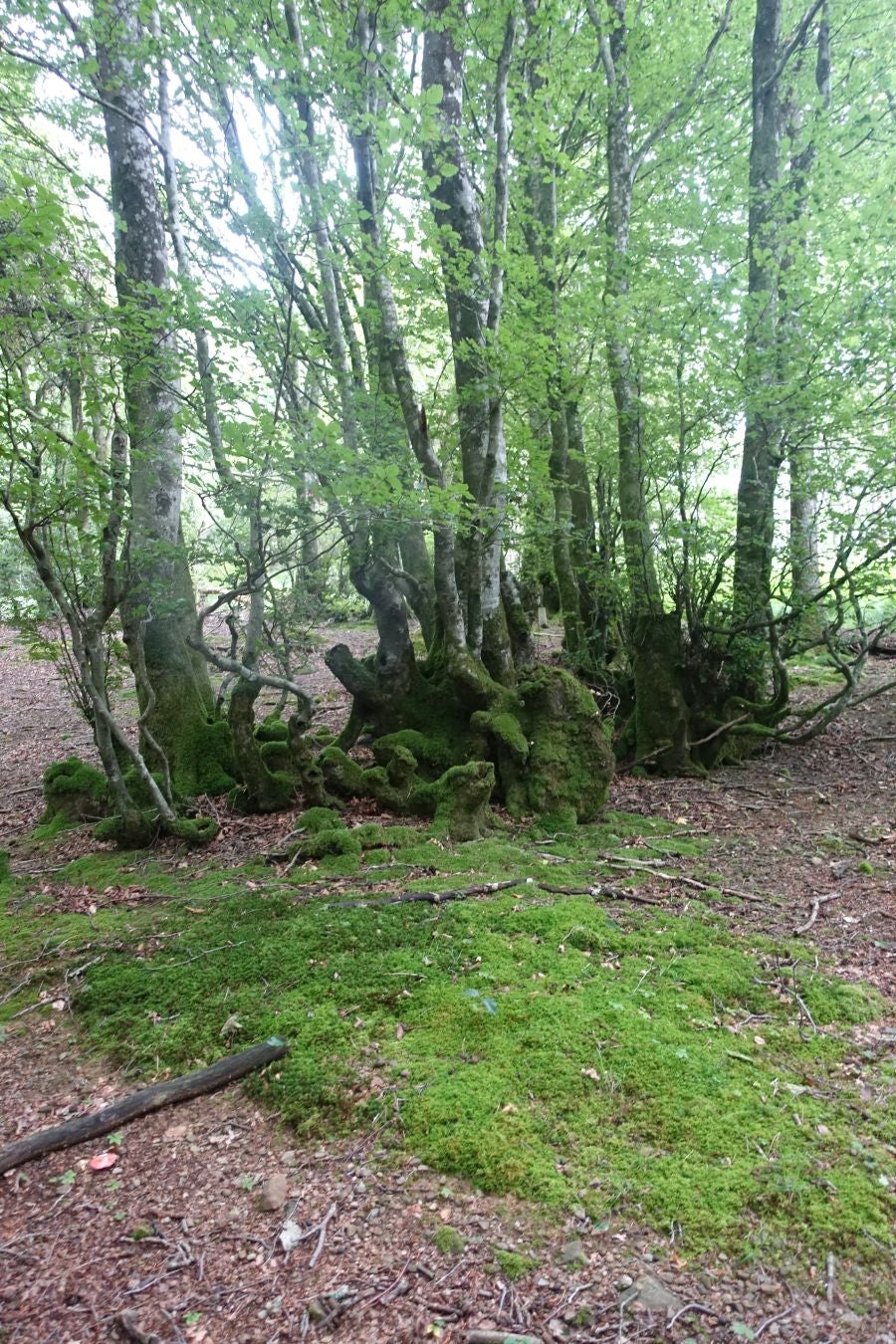 Sus 801 metros de altitud no le hacen uno de los montes más destacables, pero su peculiar cima lo convierte en uno de los que hay que conocer