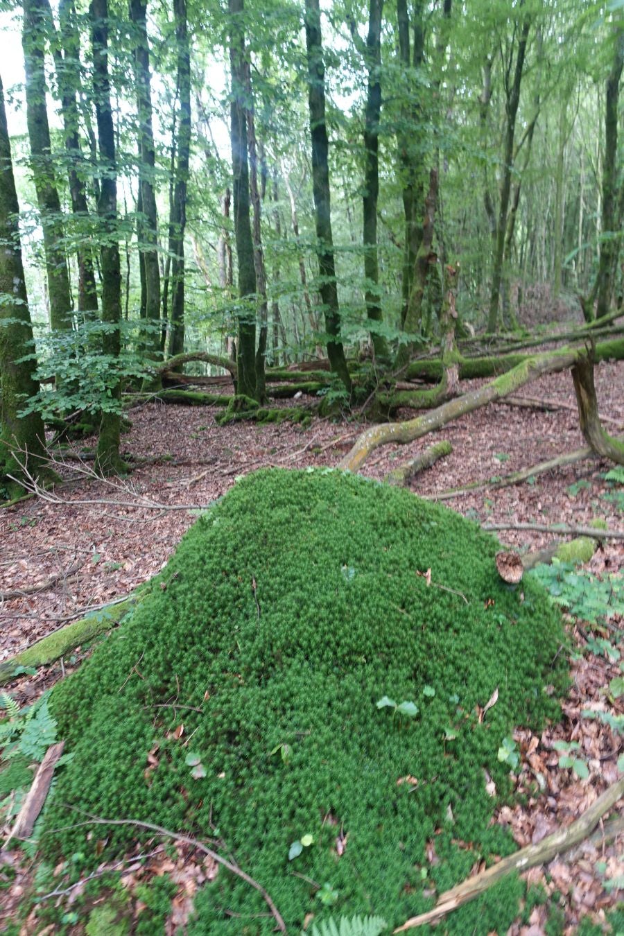 Sus 801 metros de altitud no le hacen uno de los montes más destacables, pero su peculiar cima lo convierte en uno de los que hay que conocer