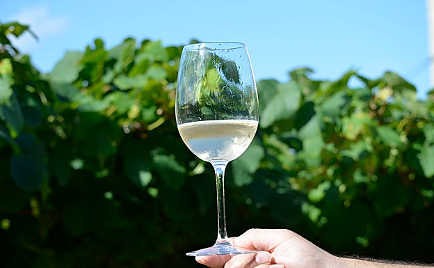 La uva Hondarribi Zuri es la base para lograr un gran txakoli como el de Orlegia.