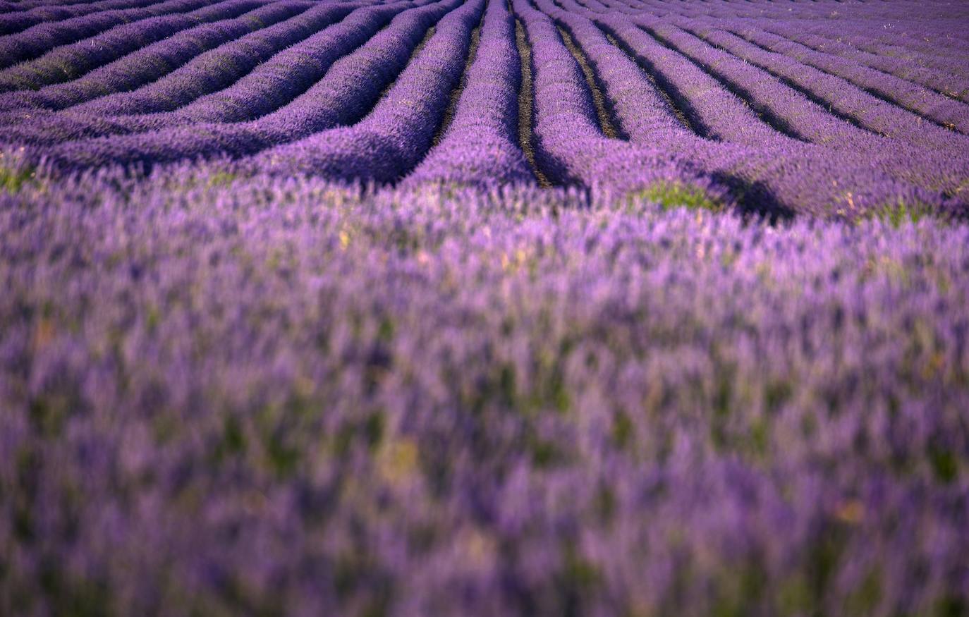 Como cada mes de julio, los campos de Brihuega ( La Alcarria, Guadalajara) ofrecen un espectacular paisaje teñido de morado con la floración del la planta aromática.