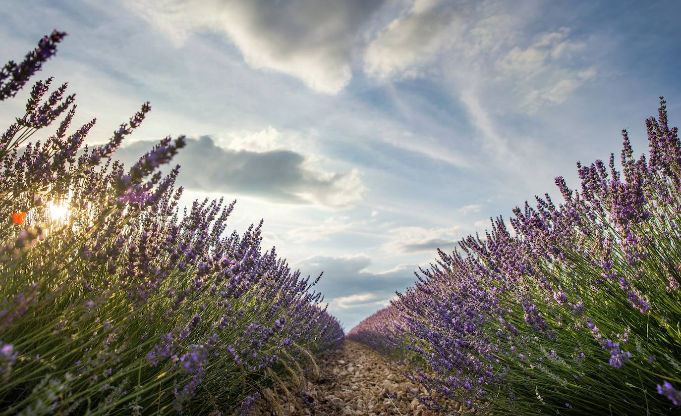 Como cada mes de julio, los campos de Brihuega ( La Alcarria, Guadalajara) ofrecen un espectacular paisaje teñido de morado con la floración del la planta aromática.
