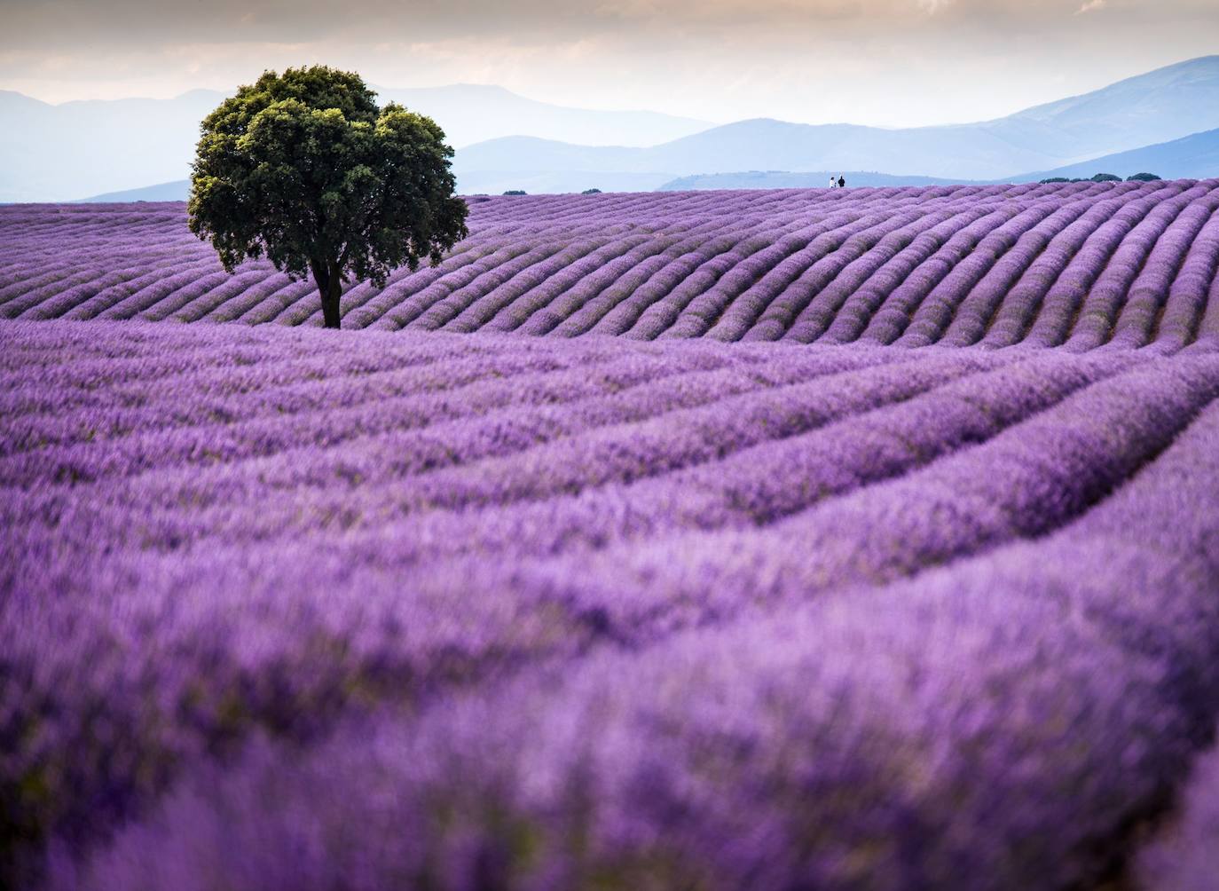 Como cada mes de julio, los campos de Brihuega ( La Alcarria, Guadalajara) ofrecen un espectacular paisaje teñido de morado con la floración del la planta aromática.