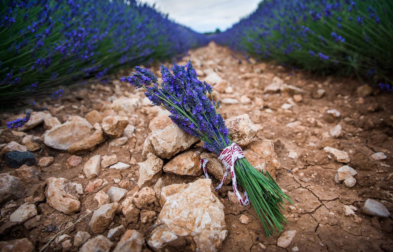 Como cada mes de julio, los campos de Brihuega ( La Alcarria, Guadalajara) ofrecen un espectacular paisaje teñido de morado con la floración del la planta aromática.