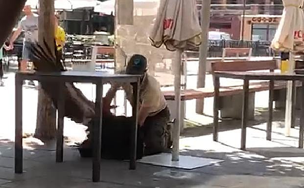 Una cría de buitre cae en una céntrica terraza de Beasain