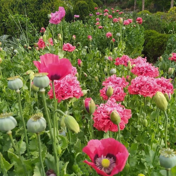 20.000 metros cuadrados de jardines albergan abundantes colecciones botánicas