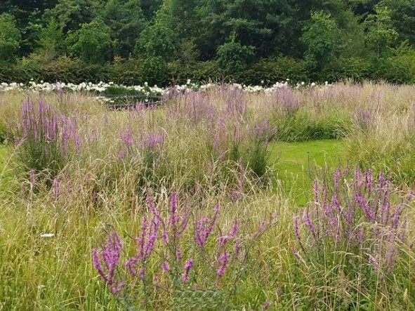 20.000 metros cuadrados de jardines albergan abundantes colecciones botánicas