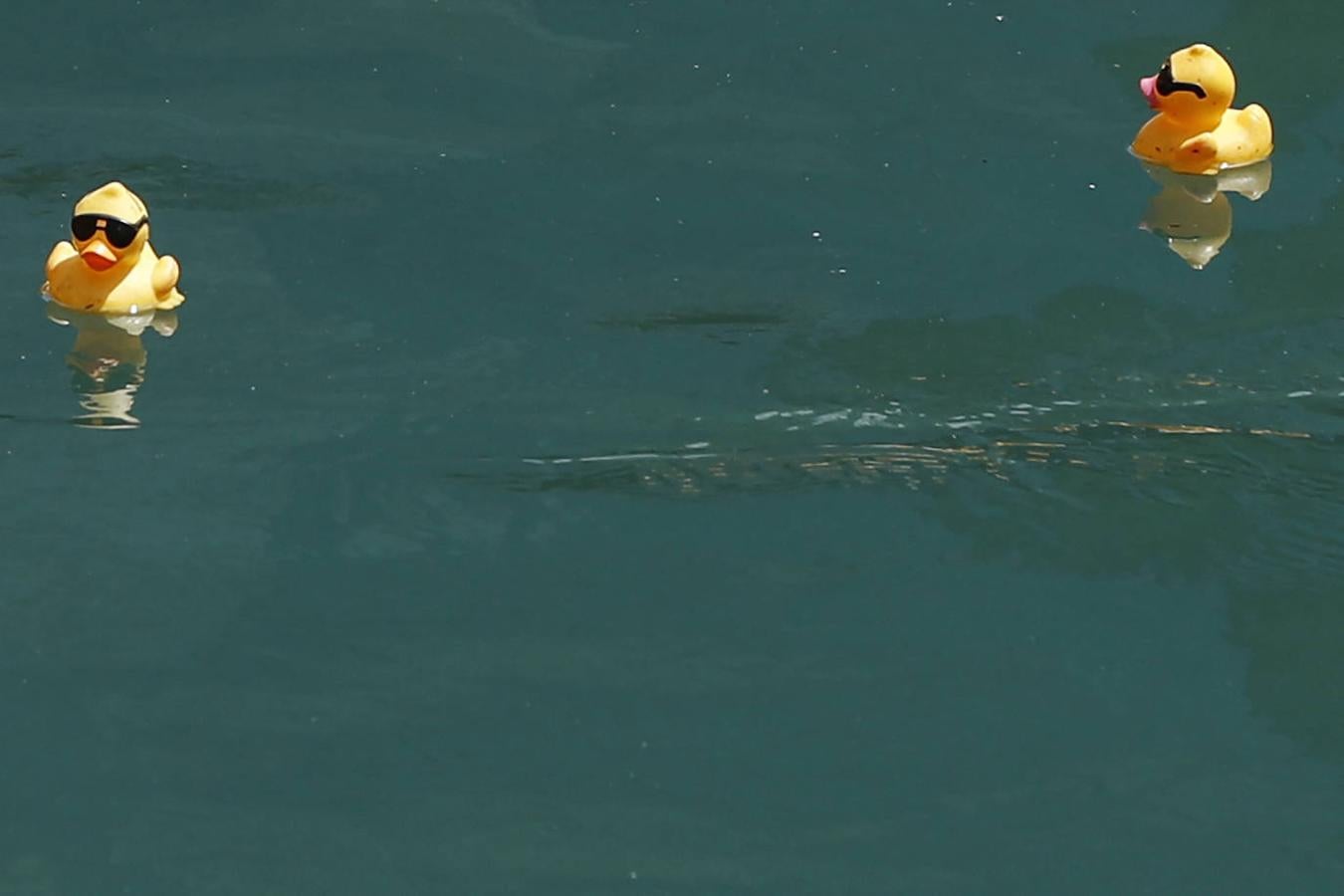 Fotos: Al agua patos: miles de patitos de goma «nadan» en una carrera en el río de Chicago