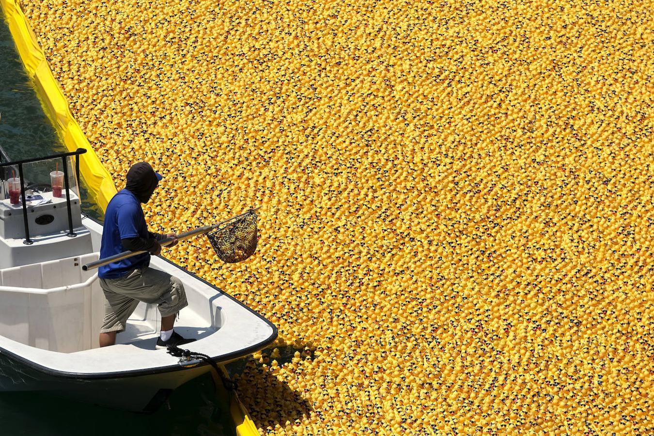 Fotos: Al agua patos: miles de patitos de goma «nadan» en una carrera en el río de Chicago
