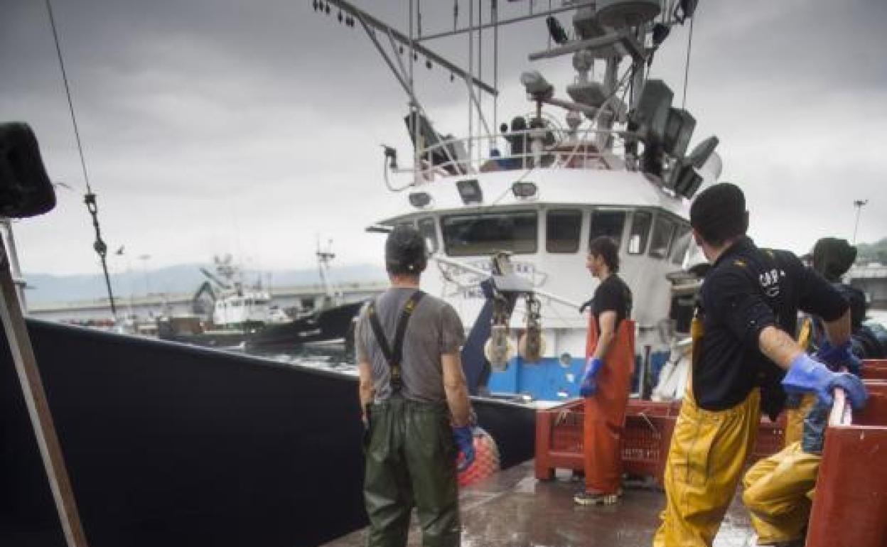 Bonito recién descargado en la lonja de Hondarribia. 