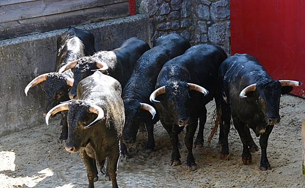 Algunos de los toros a lidiar.