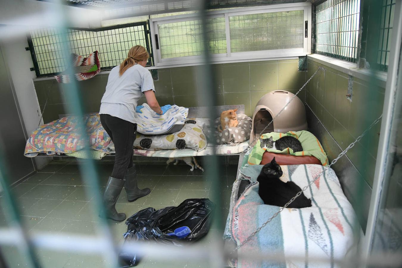Fotos: «Hace 20 años podíamos llegar a recibir más de 50 perros solo en agosto»