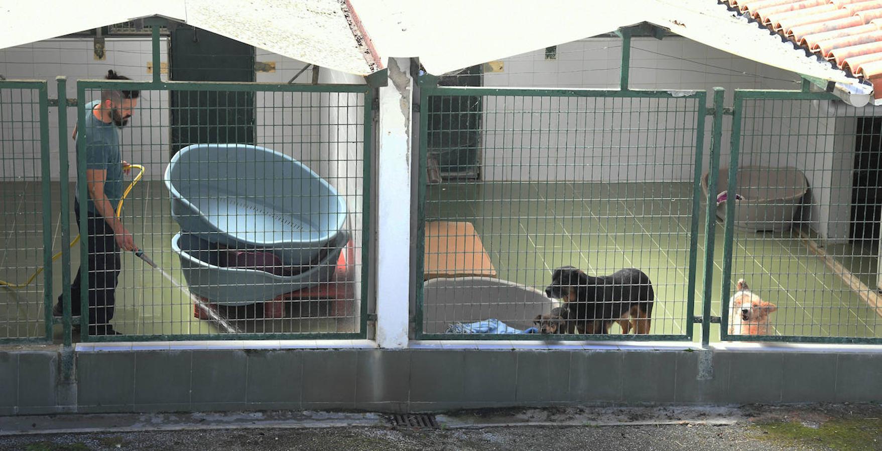 Fotos: «Hace 20 años podíamos llegar a recibir más de 50 perros solo en agosto»