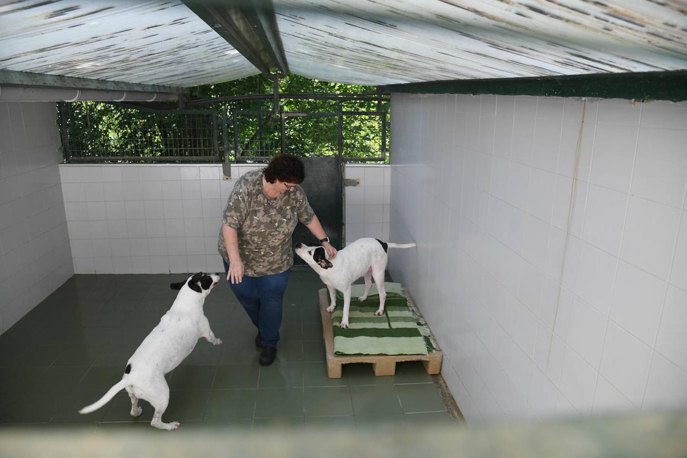 Fotos: «Hace 20 años podíamos llegar a recibir más de 50 perros solo en agosto»