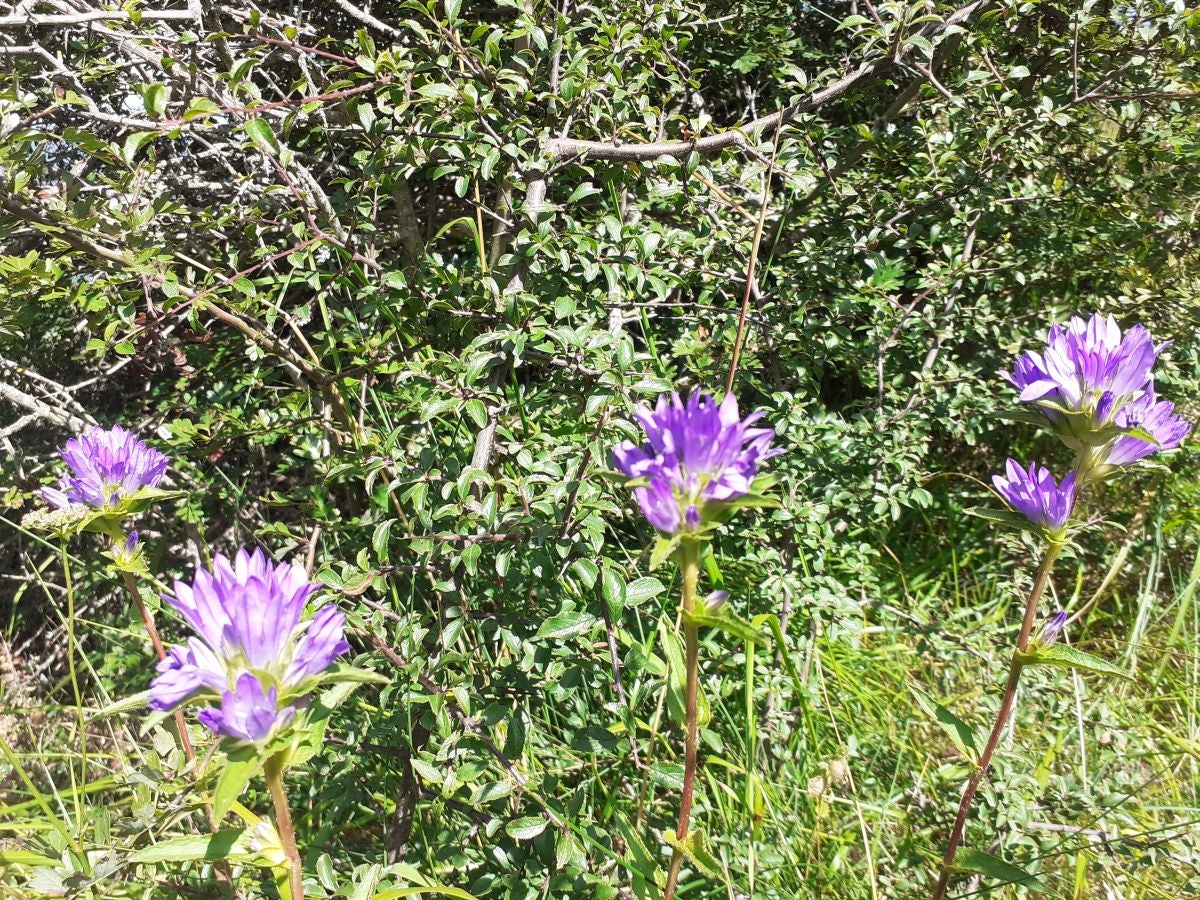 Fotos: Beriain, gran recompensa tras el esfuerzo