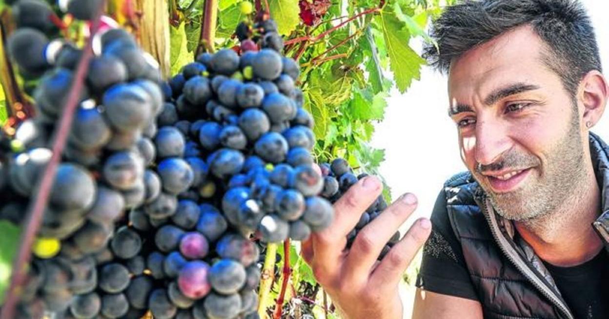Un viticultor observa el estado de sus uvas en uno de sus viñedos en Laguardia. 