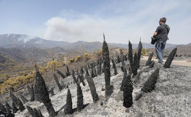 Parajes quemados en el incendio de Sierra Bermeja. 