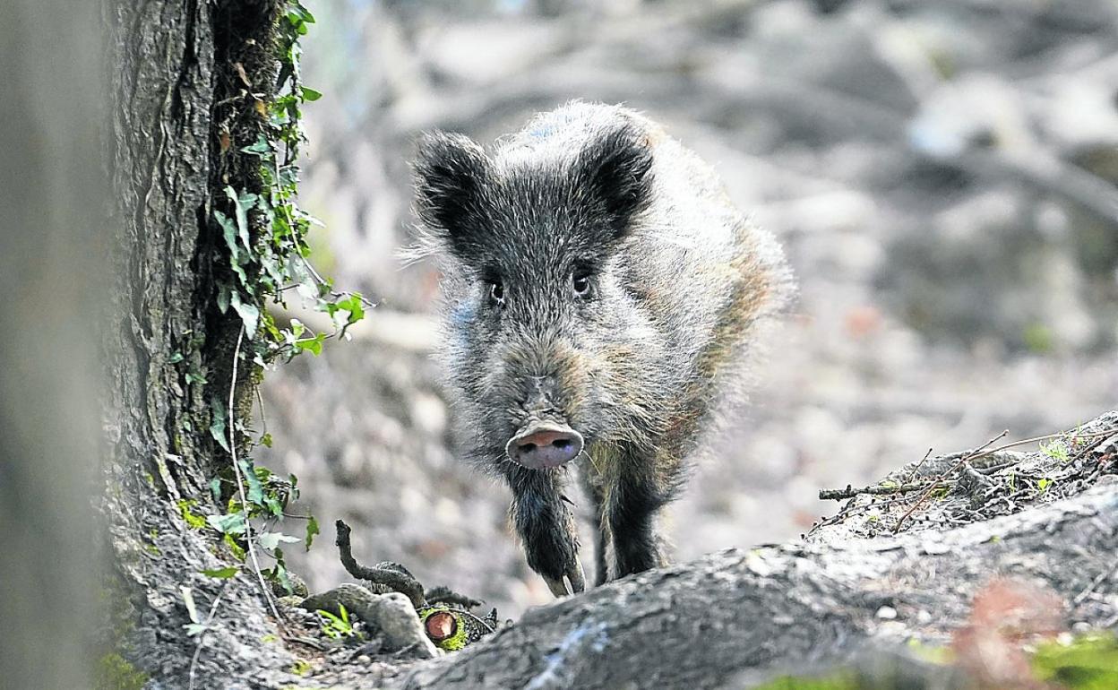 Un jabalí camina por un bosque de Gipuzkoa, donde su población ha crecido mucho. 
