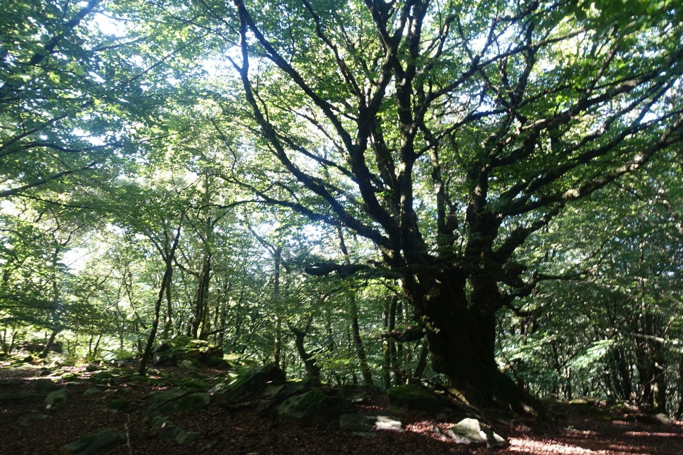 Fotos: Erakurri, tras los pasos de Basojaun