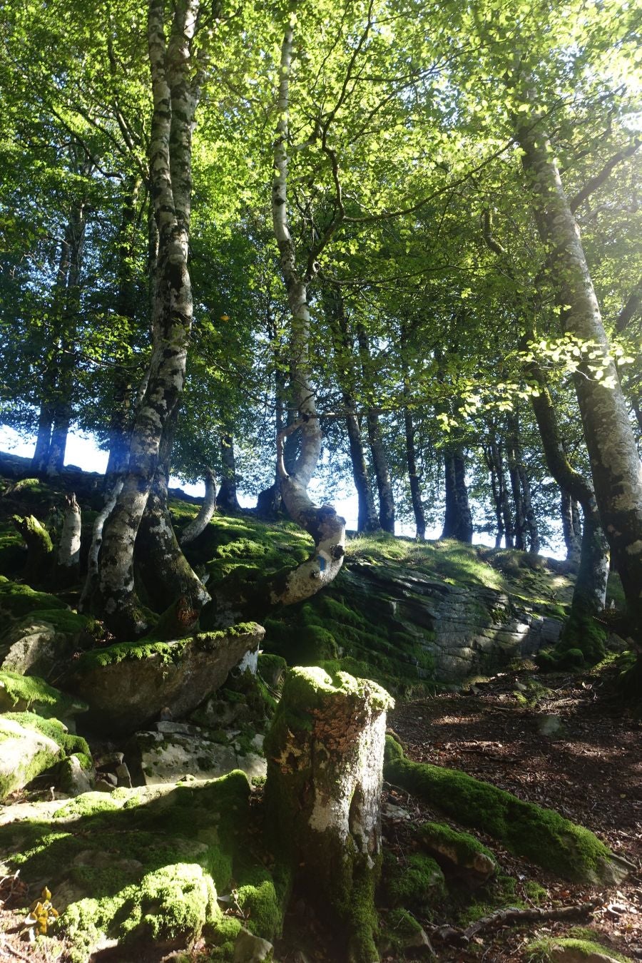 Fotos: Erakurri, tras los pasos de Basojaun