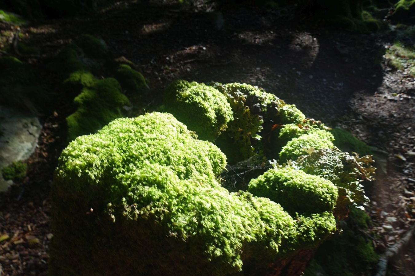 Fotos: Erakurri, tras los pasos de Basojaun