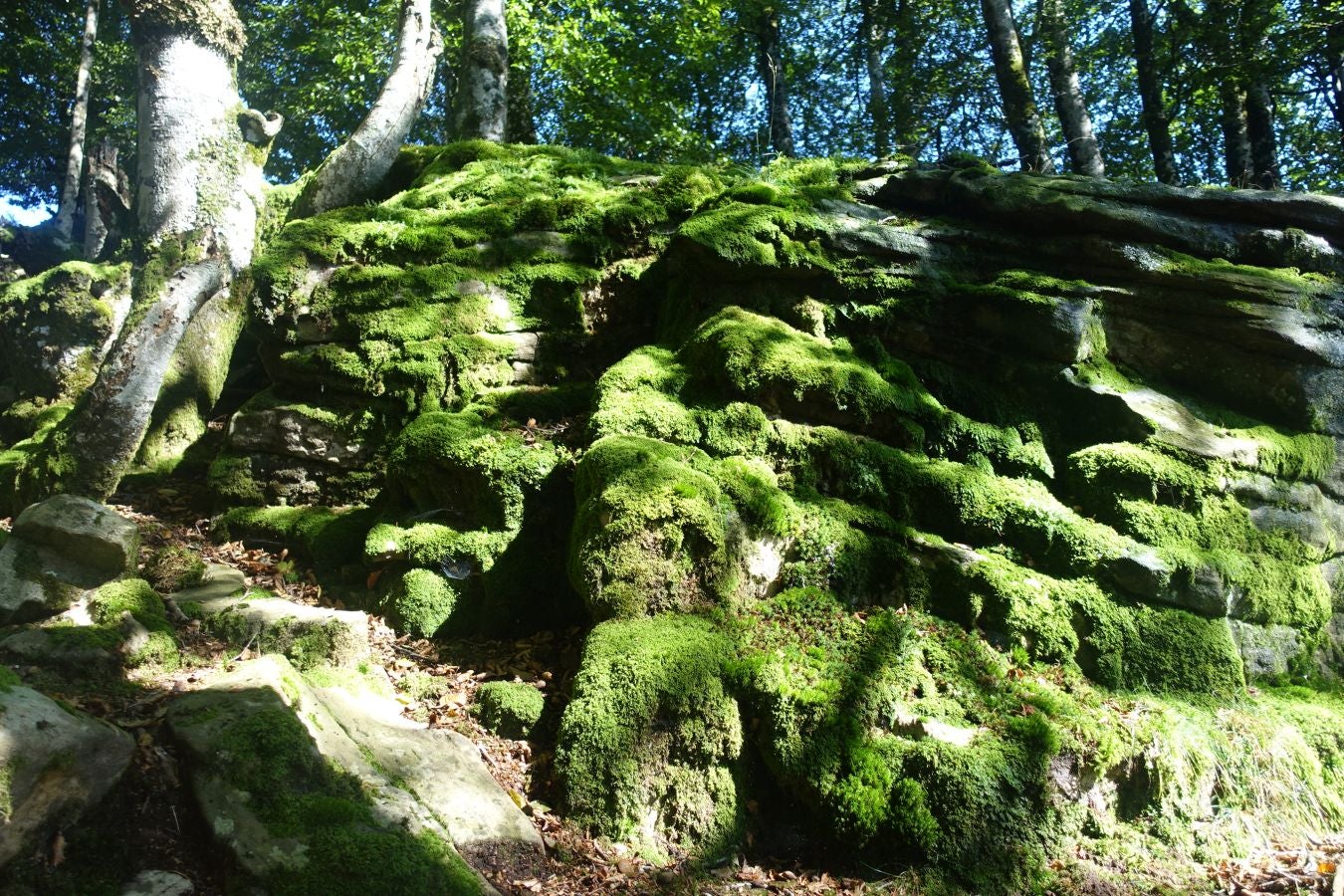 Fotos: Erakurri, tras los pasos de Basojaun