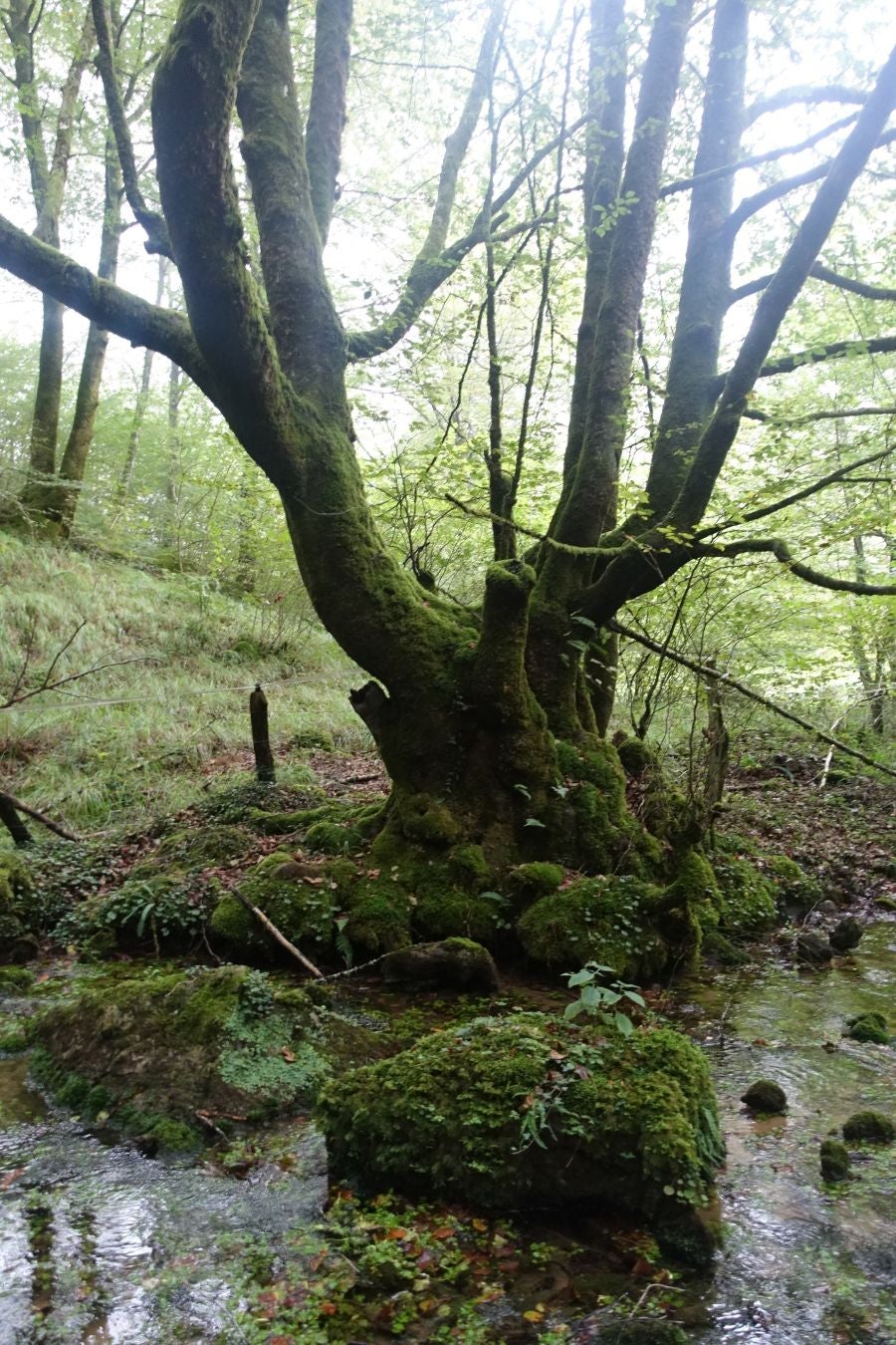 Fotos: Erakurri, tras los pasos de Basojaun