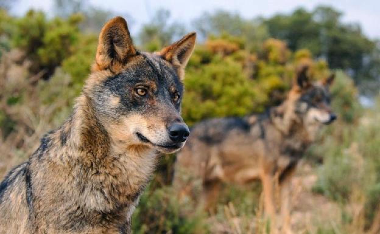 El Gobierno Vasco rechaza la ley nacional para proteger al lobo, pero no la recurrirá