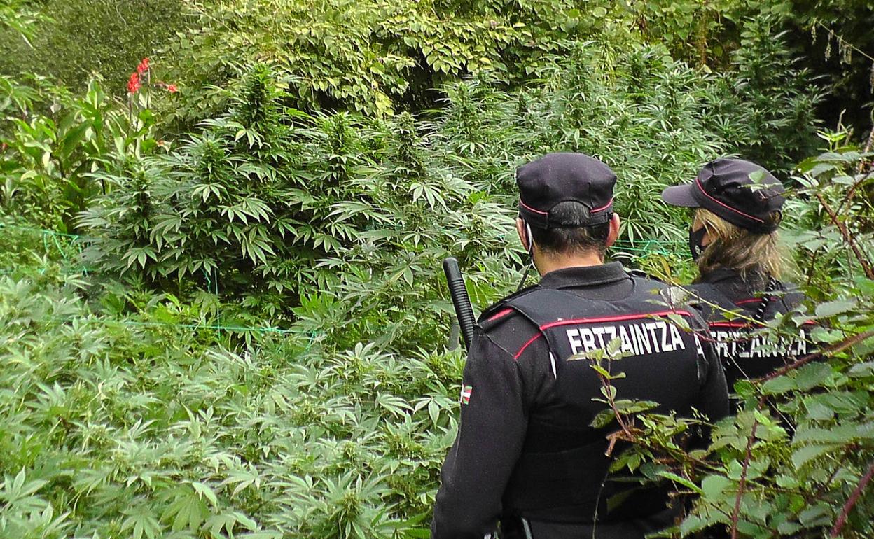 Agentes de la Ertzaintza inspeccionan la plantación de marihuana.