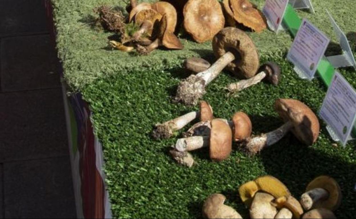 San Sebastián: Las jornadas micológicas de Loiola finalizan mañana con una gran exposición