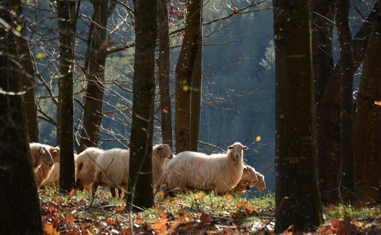 Ovejas en un bosque de Malerreka. 