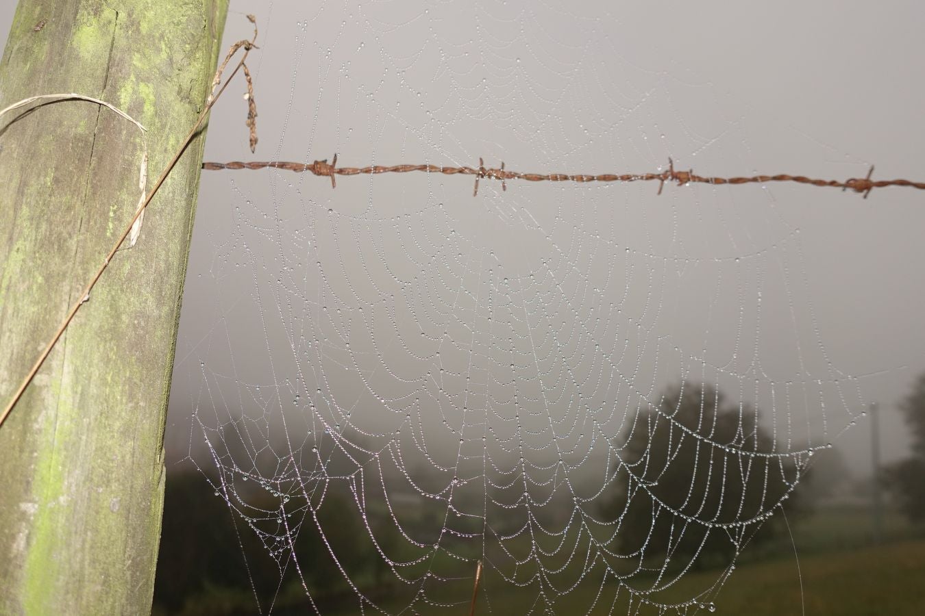 Fotos: Kakueta, regalo en Urola