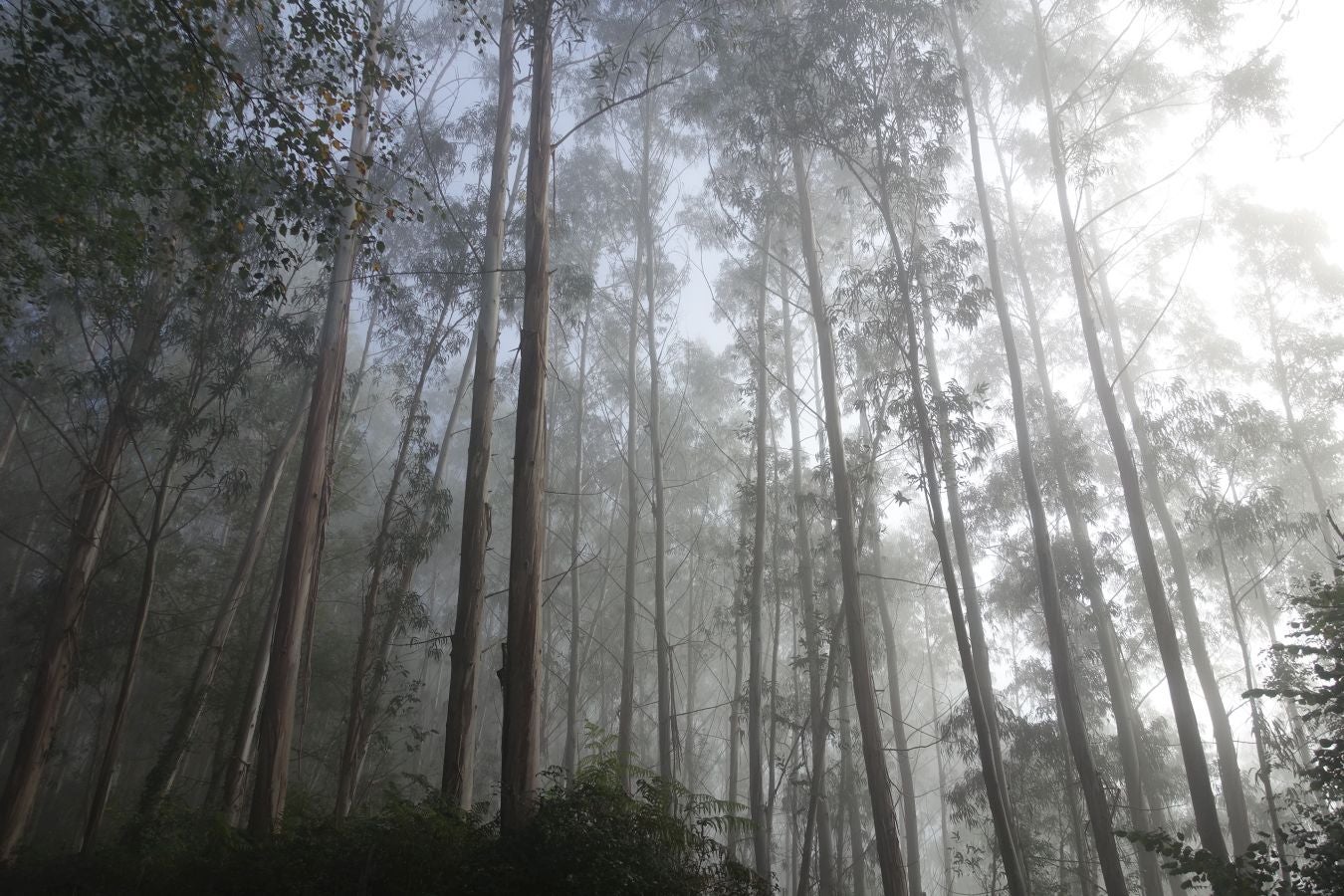 Fotos: Kakueta, regalo en Urola