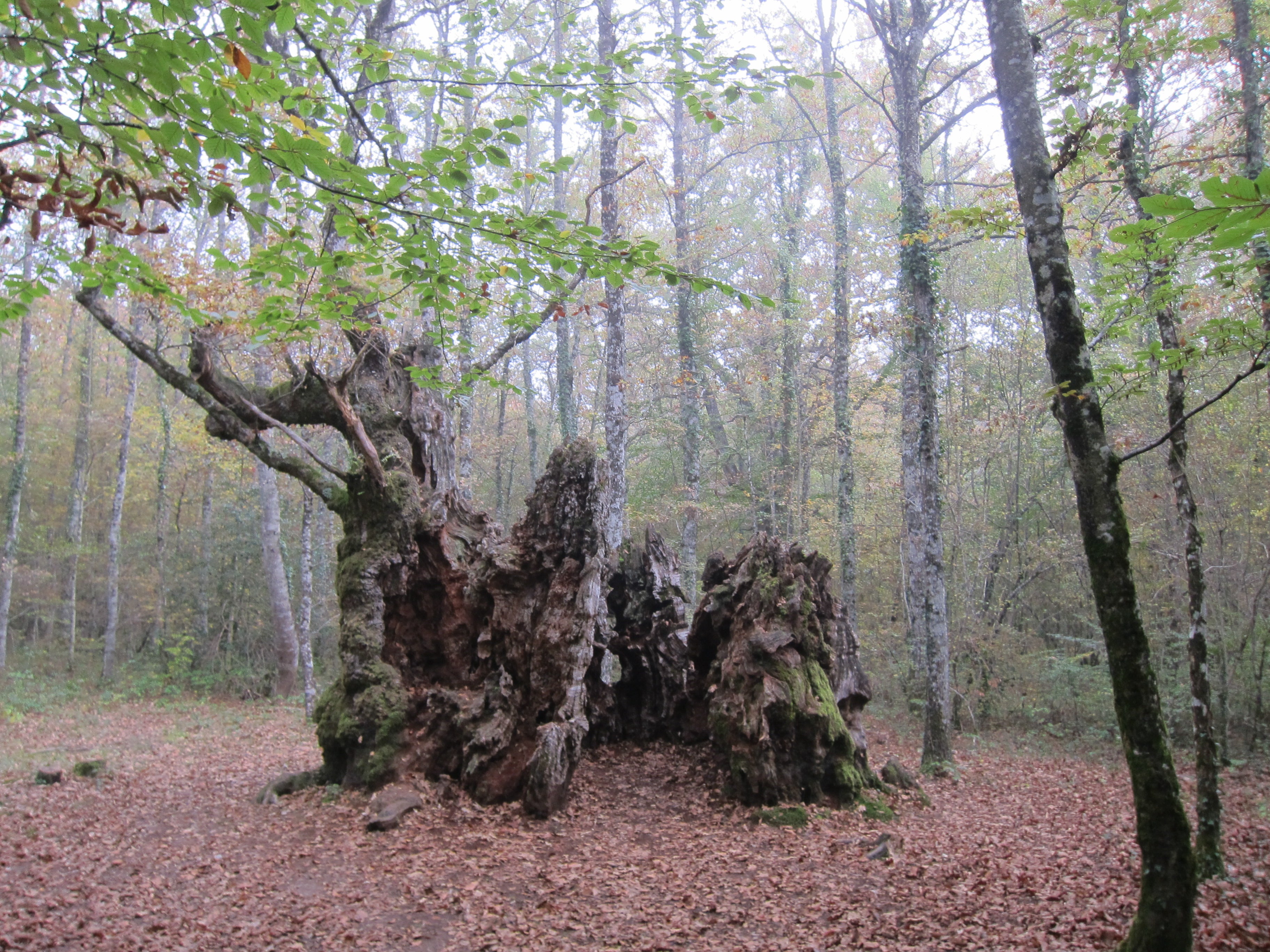 Fotos: Entre joyas naturales milenarias