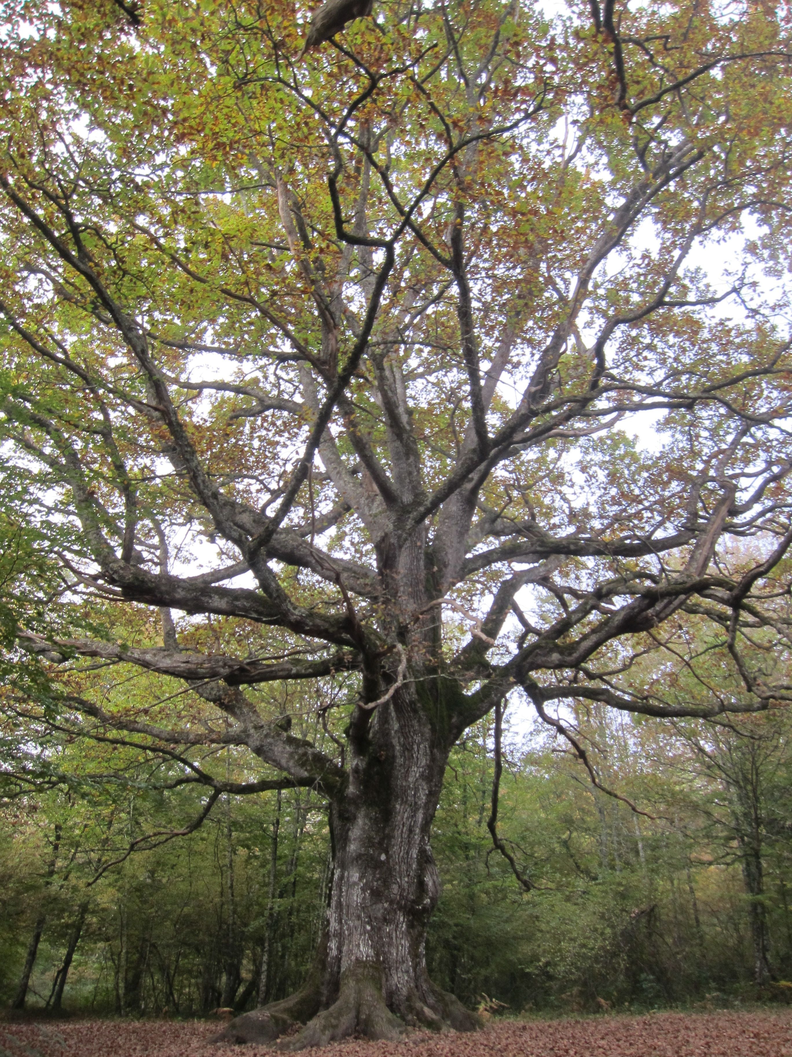 Fotos: Entre joyas naturales milenarias