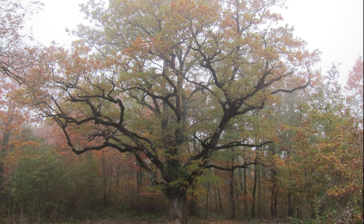 Enorme árbol que comienza a llenarse de colores ocres.