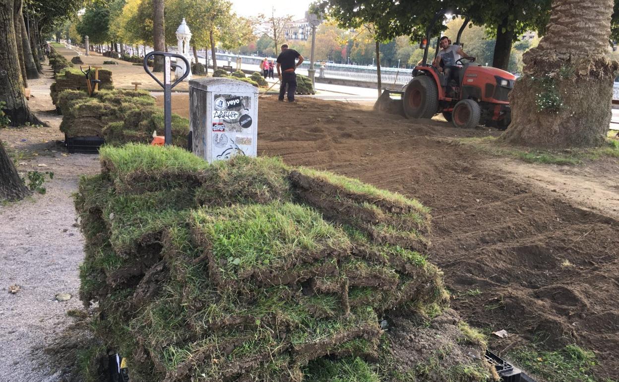 Varios operarios se han encargado estos días, con la ayuda de una máquina, de retirar el césped para poder plantar los bulbos de narciso. 