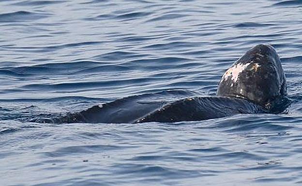 La misma tortuga laúd fue avistada el fin de semana pasado a 12 millas de Bermeo. 